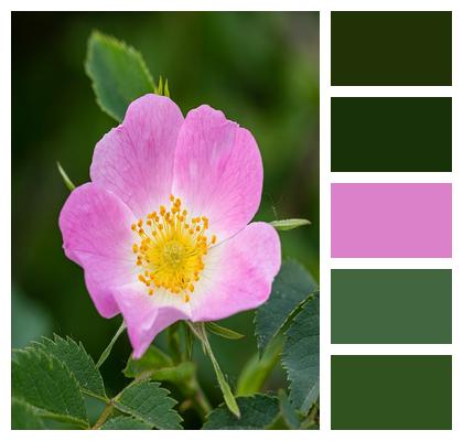 Rosa Canina Dog Rose Rose Image